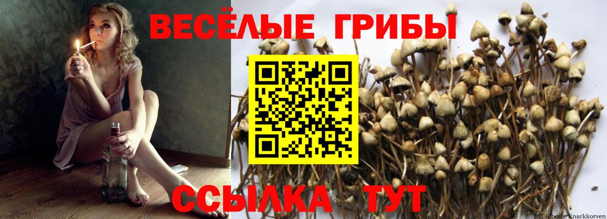 Северобайкальск  Псилоцибиновые грибы мухоморы  Вход с VPN 